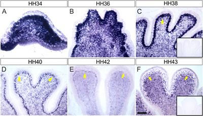 Endoglycan Regulates Purkinje Cell Migration by Balancing Cell-Cell Adhesion